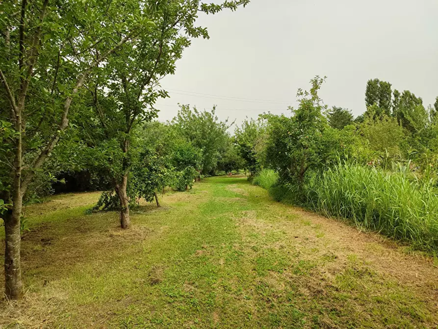 Immagine 8 di Terreno agricolo in vendita  a San Giuliano Terme