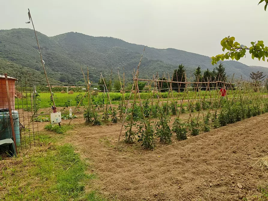 Immagine 3 di Terreno agricolo in vendita  a San Giuliano Terme