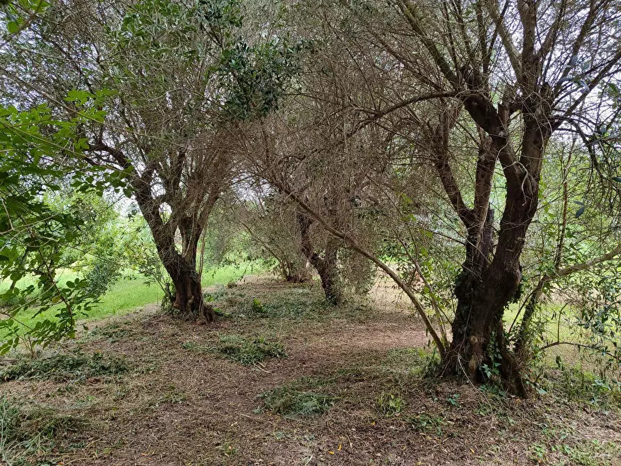 Immagine 11 di Terreno agricolo in vendita  a San Giuliano Terme