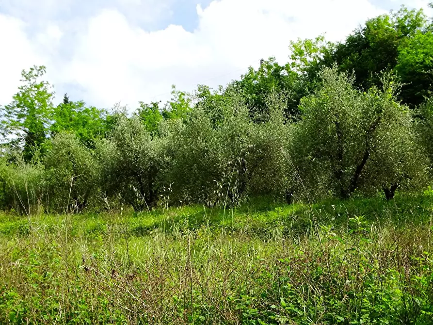 Immagine 19 di Terreno agricolo in vendita  a San Miniato