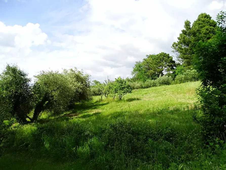 Immagine 7 di Terreno agricolo in vendita  a San Miniato