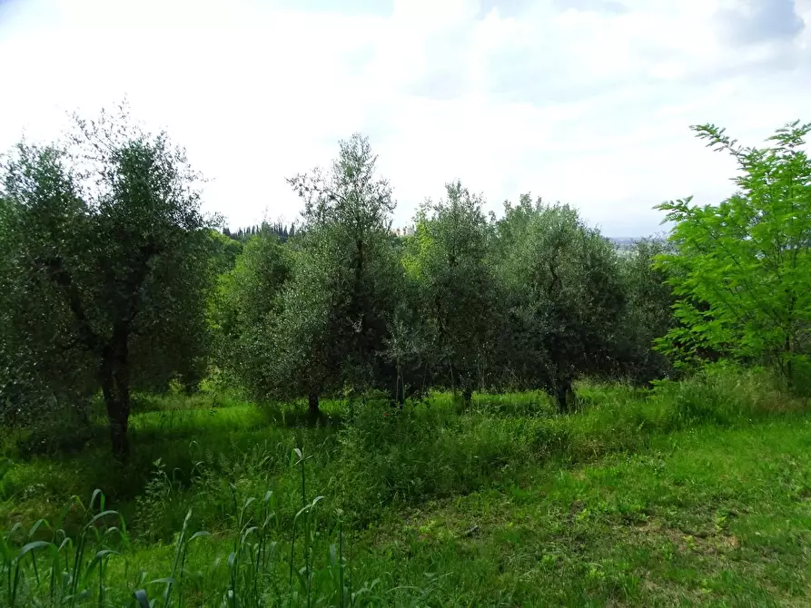 Immagine 5 di Terreno agricolo in vendita  a San Miniato