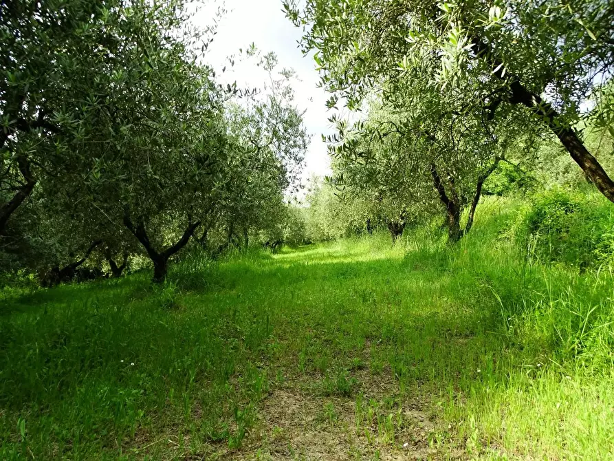 Immagine 27 di Terreno agricolo in vendita  a San Miniato