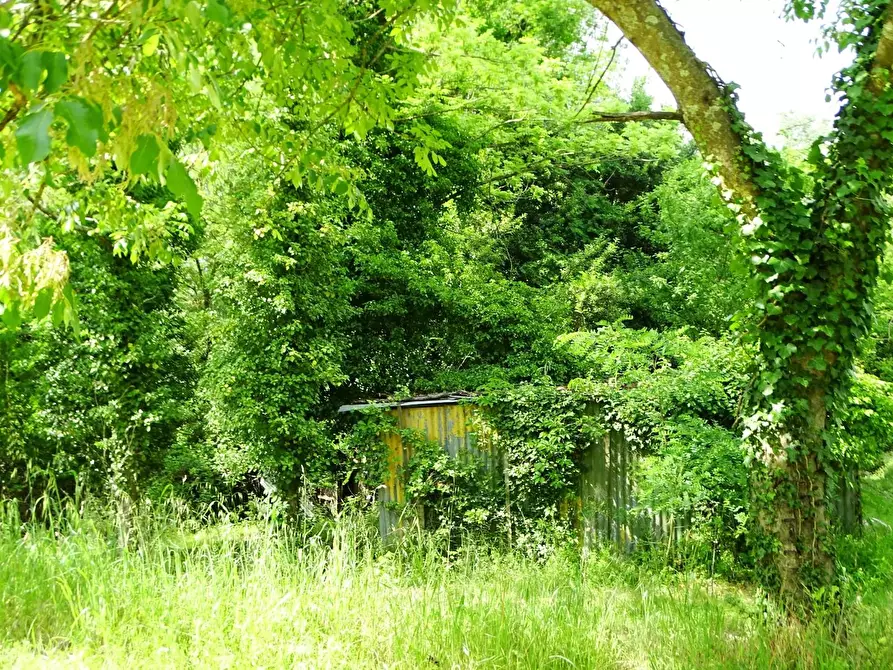 Immagine 13 di Terreno agricolo in vendita  a San Miniato