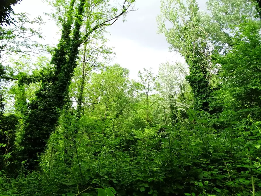Immagine 23 di Terreno agricolo in vendita  a San Miniato