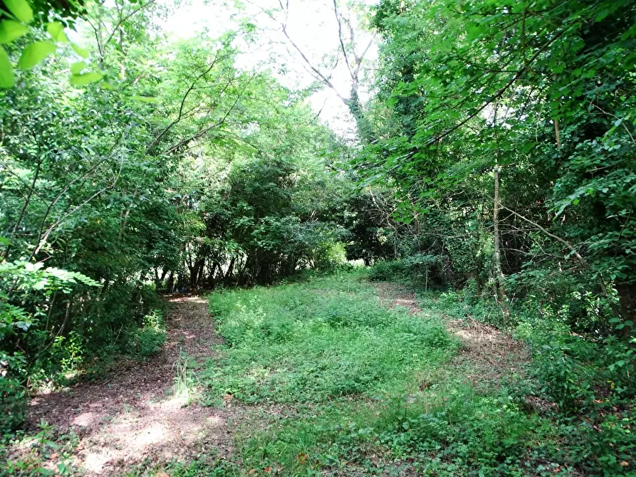 Immagine 25 di Terreno agricolo in vendita  a San Miniato