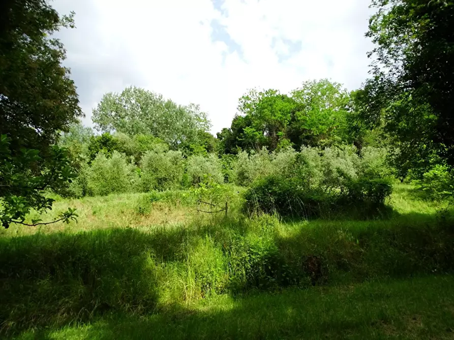 Immagine 26 di Terreno agricolo in vendita  a San Miniato