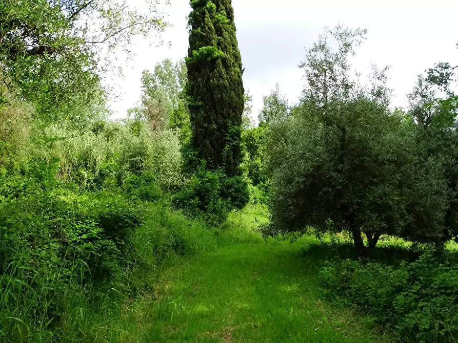 Immagine 29 di Terreno agricolo in vendita  a San Miniato