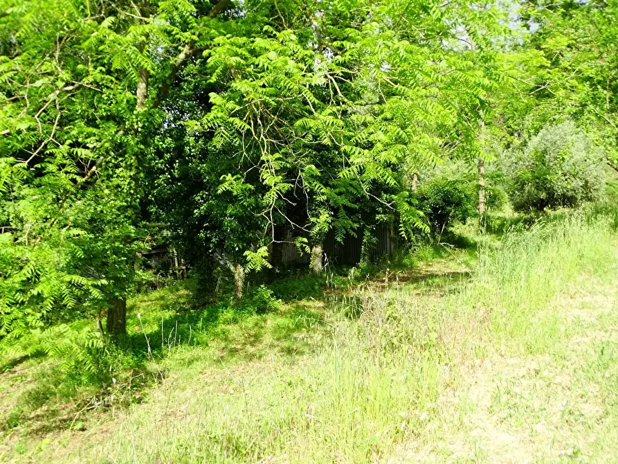 Immagine 16 di Terreno agricolo in vendita  a San Miniato