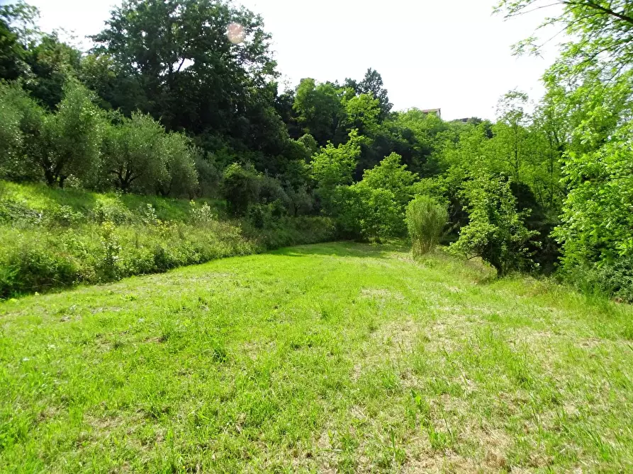 Immagine 15 di Terreno agricolo in vendita  a San Miniato