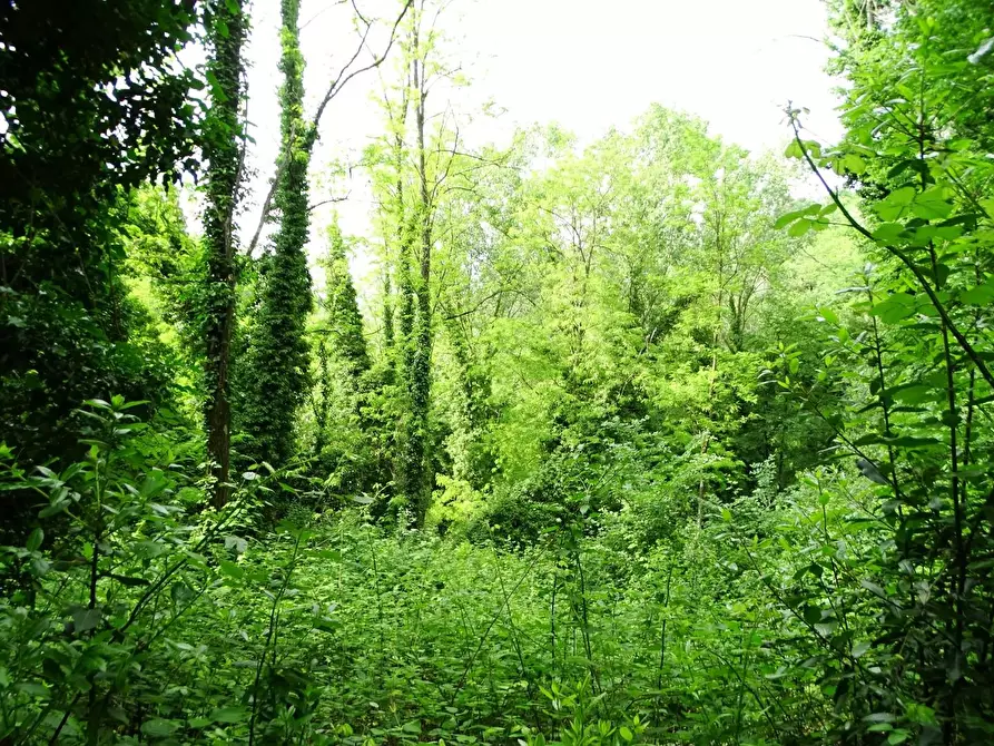 Immagine 24 di Terreno agricolo in vendita  a San Miniato