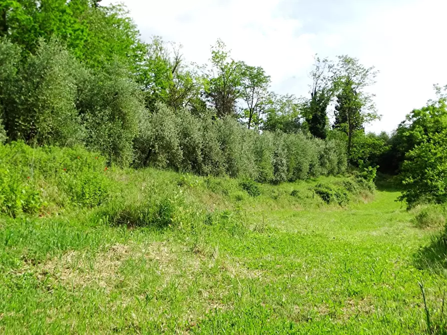 Immagine 8 di Terreno agricolo in vendita  a San Miniato