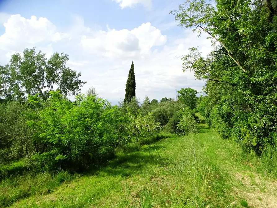 Immagine 6 di Terreno agricolo in vendita  a San Miniato