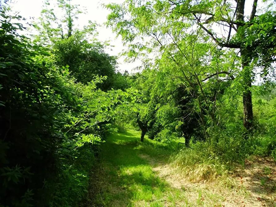 Immagine 4 di Terreno agricolo in vendita  a San Miniato