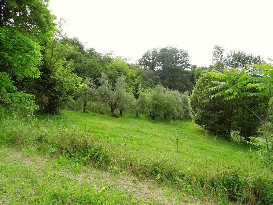 Immagine 30 di Terreno agricolo in vendita  a San Miniato
