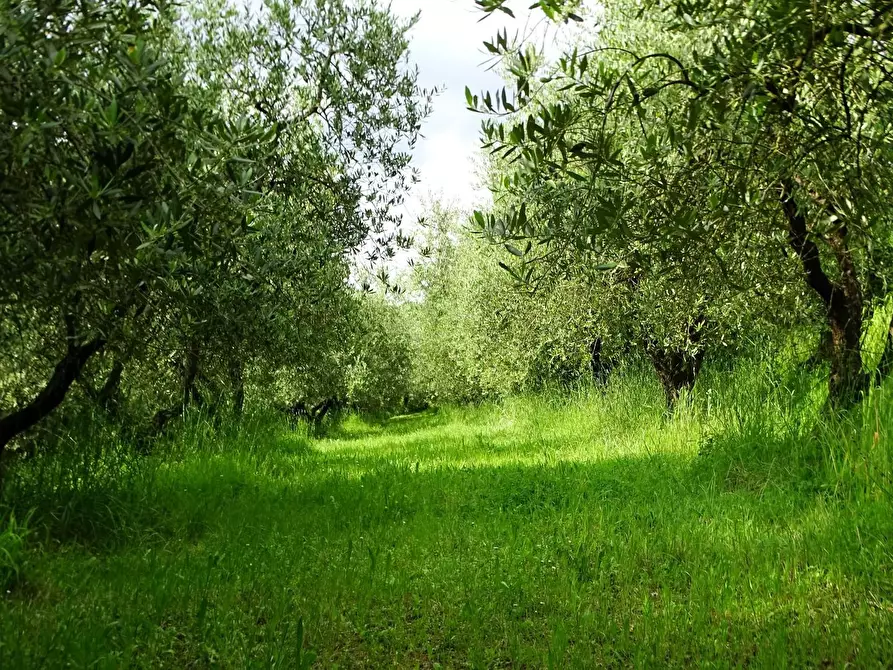 Immagine 28 di Terreno agricolo in vendita  a San Miniato