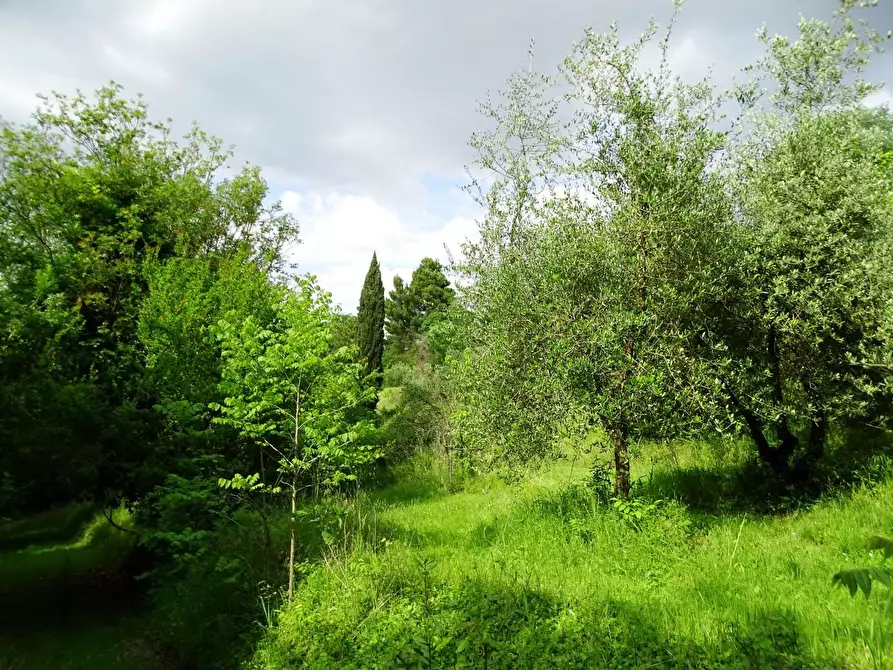 Immagine 20 di Terreno agricolo in vendita  a San Miniato