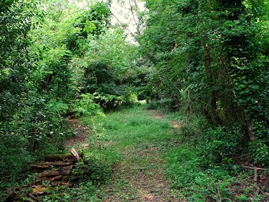 Immagine 21 di Terreno agricolo in vendita  a San Miniato