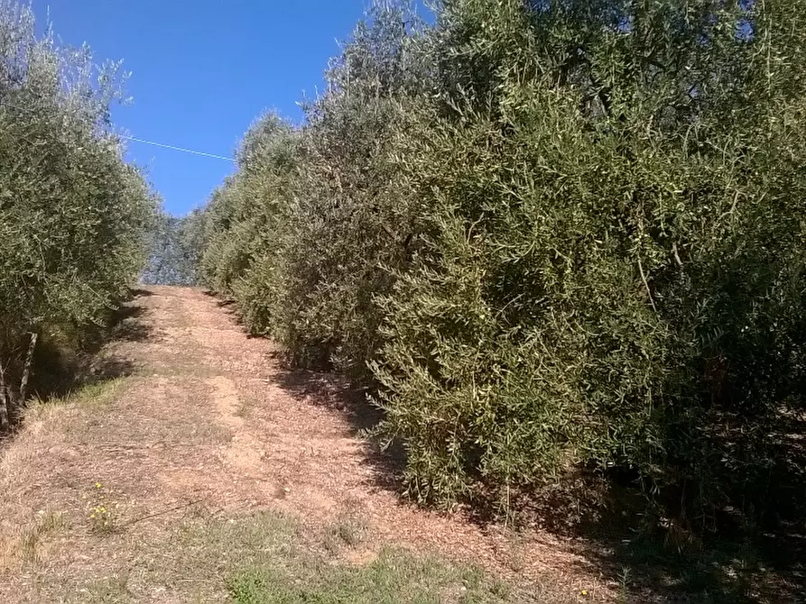 Immagine 6 di Azienda agricola in vendita  a Cerreto Guidi