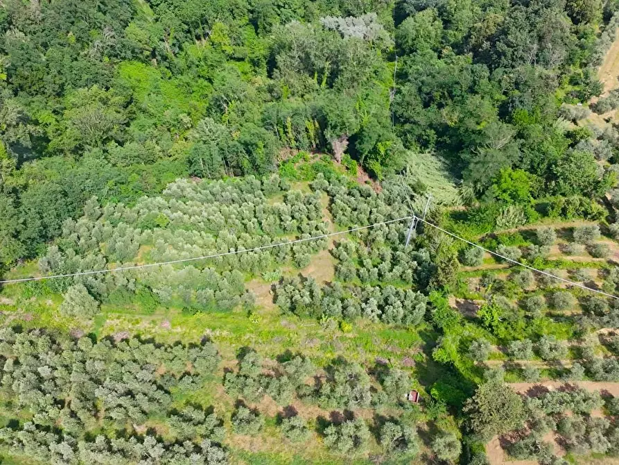 Immagine 2 di Terreno agricolo in vendita  a San Miniato