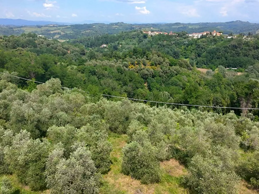 Immagine 3 di Terreno agricolo in vendita  a San Miniato