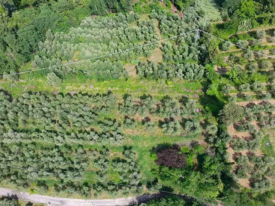 Immagine 1 di Terreno agricolo in vendita  a San Miniato