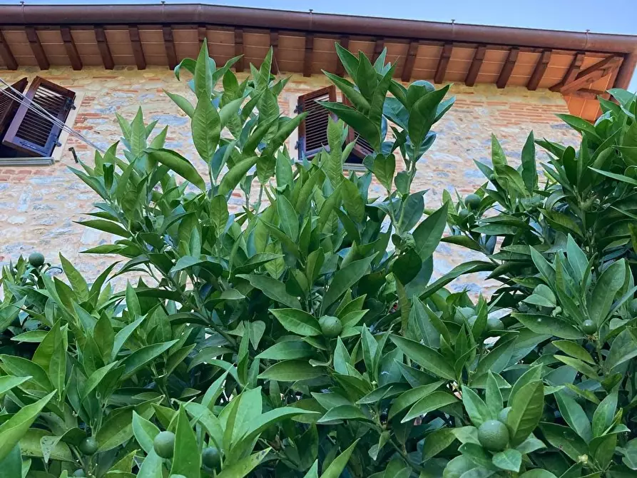 Immagine 18 di Casa semindipendente in vendita  a Camaiore