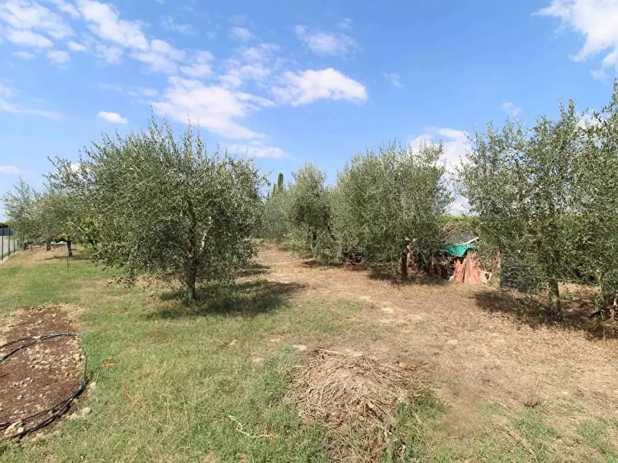 Immagine 21 di Casa colonica in vendita  a Castelnuovo Berardenga