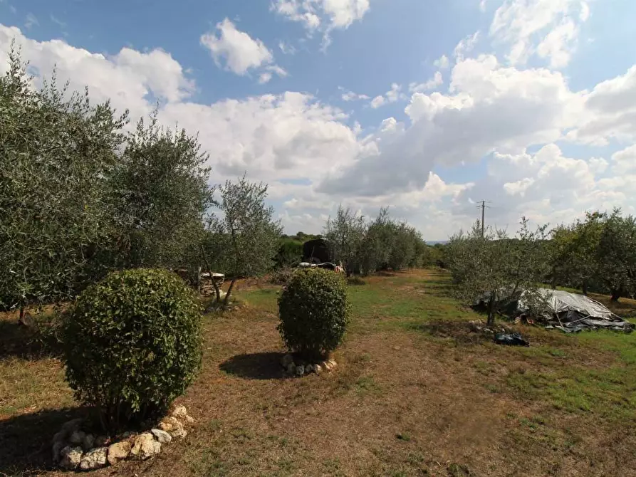 Immagine 22 di Casa colonica in vendita  a Castelnuovo Berardenga