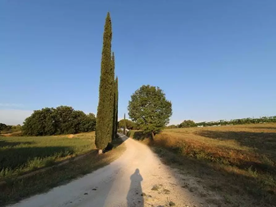 Immagine 22 di Casa colonica in vendita  a Siena