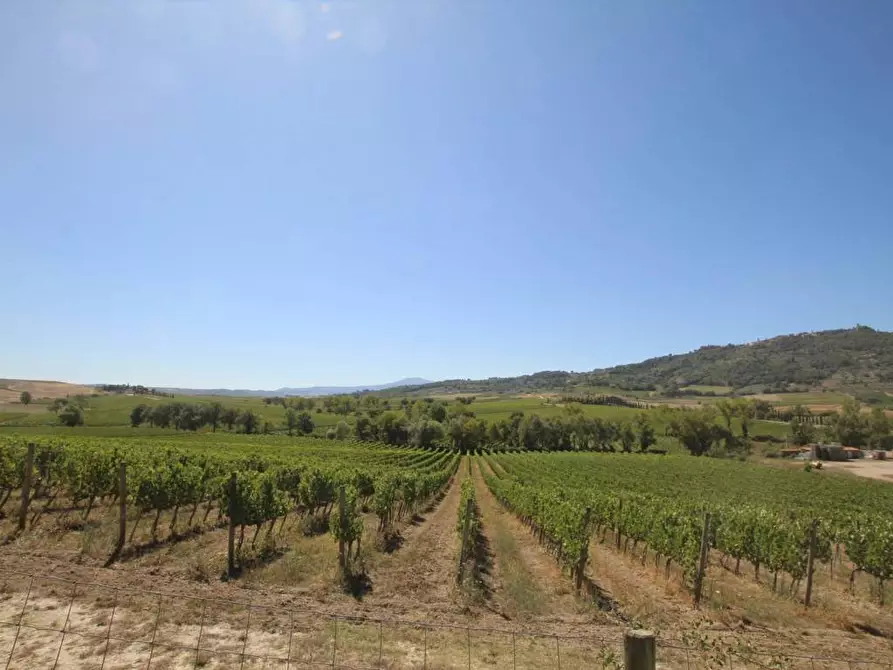 Immagine 13 di Attività commerciale in vendita  a Montalcino
