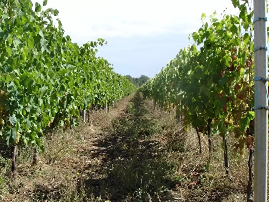 Immagine 12 di Agriturismo in vendita  a Buti