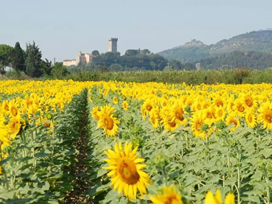 Immagine 11 di Agriturismo in vendita  a Buti