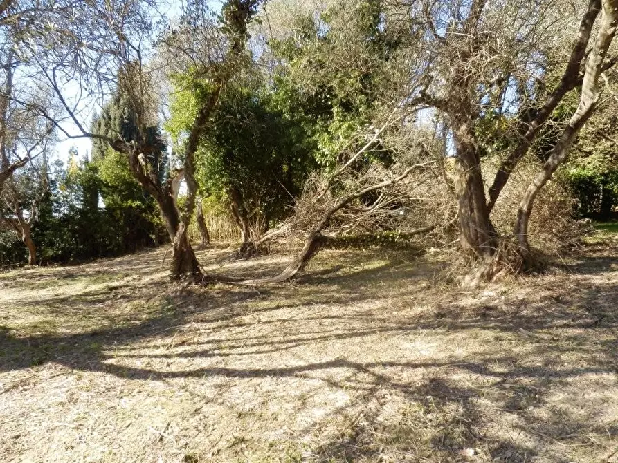 Immagine 2 di Terreno residenziale in vendita  a Casciana Terme Lari