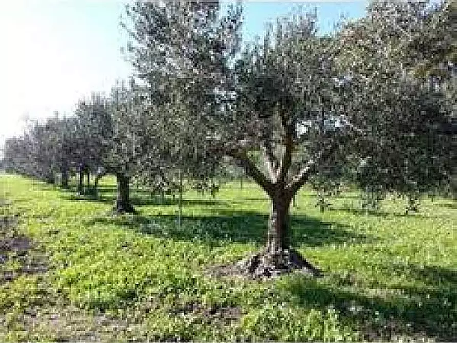 Immagine 1 di Terreno agricolo in vendita  a Vicopisano