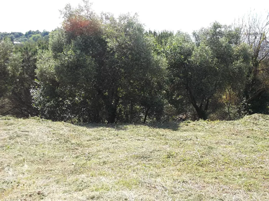 Immagine 3 di Terreno residenziale in vendita  a San Miniato