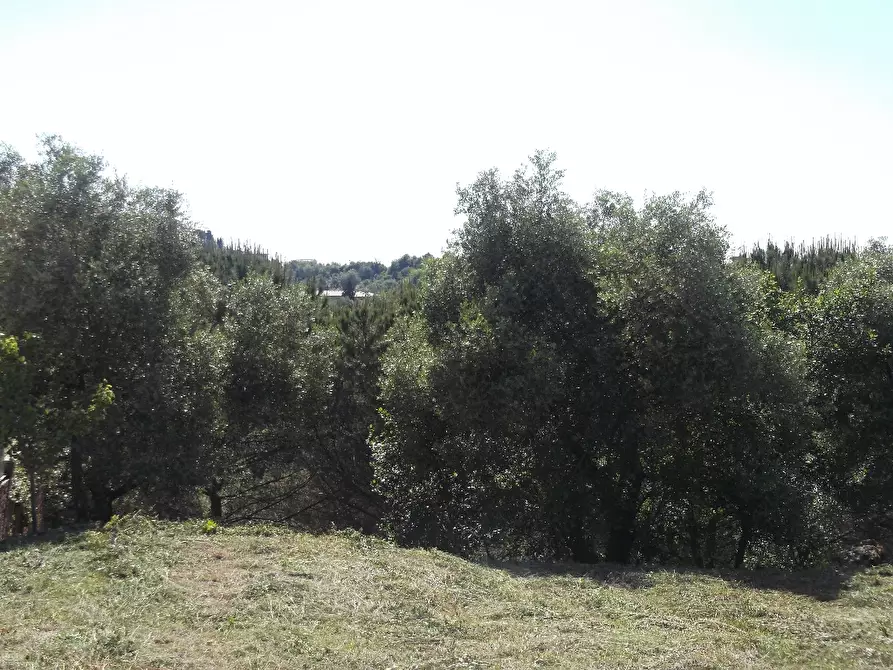 Immagine 2 di Terreno residenziale in vendita  a San Miniato