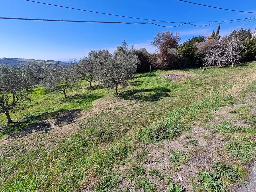 Immagine 30 di Casa colonica in vendita  a San Vincenzo