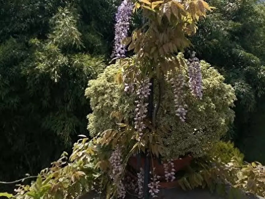 Immagine 48 di Casa colonica in vendita  a Villafranca In Lunigiana
