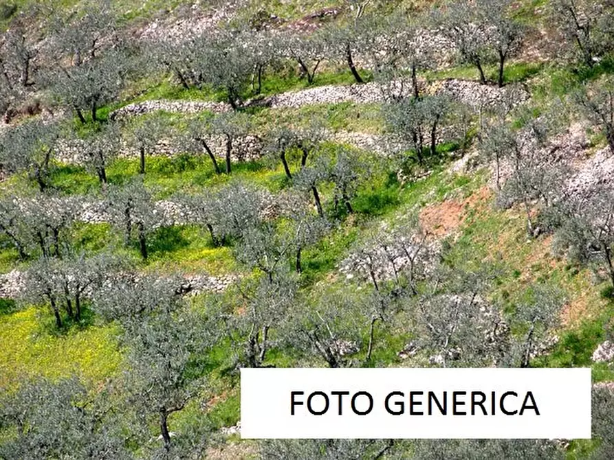 Immagine 1 di Terreno agricolo in vendita  a Calci