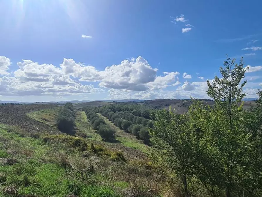 Immagine 18 di Casa colonica in vendita  a Asciano