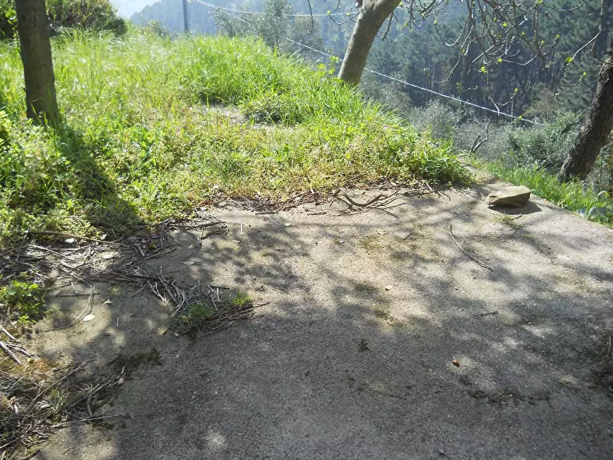 Immagine 10 di Casa colonica in vendita  a Calci