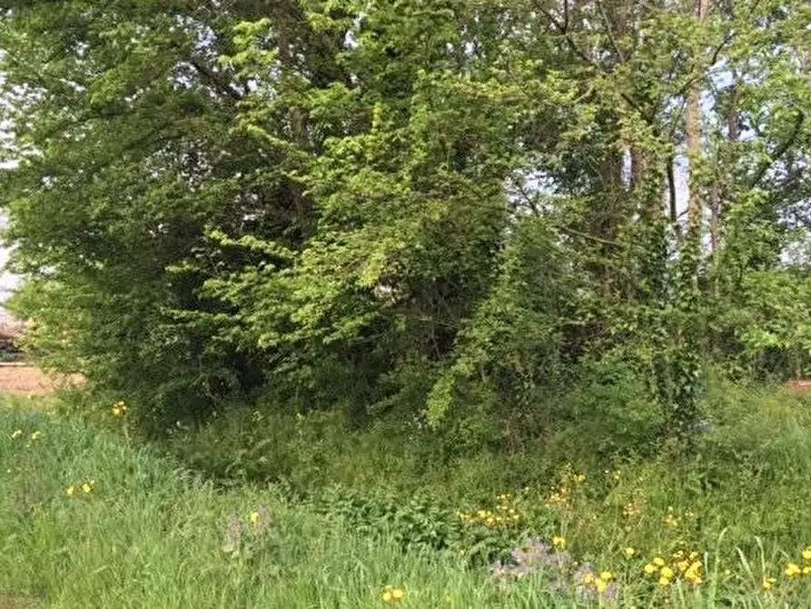 Immagine 4 di Terreno agricolo in vendita  a Cascina