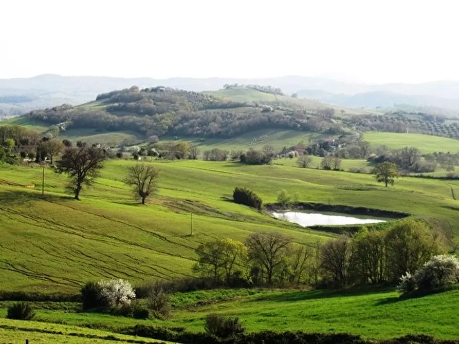 Immagine 25 di Villa in vendita  a Manciano
