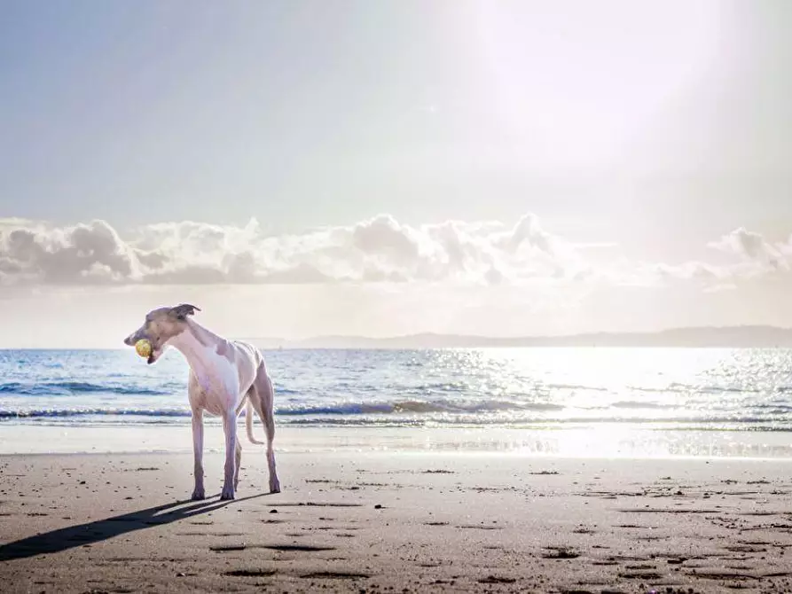 Immagine 2 di Appartamento in vendita  a Ameglia