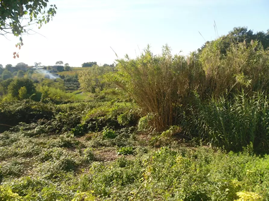 Immagine 16 di Rustico / casale in vendita  a Montecarlo