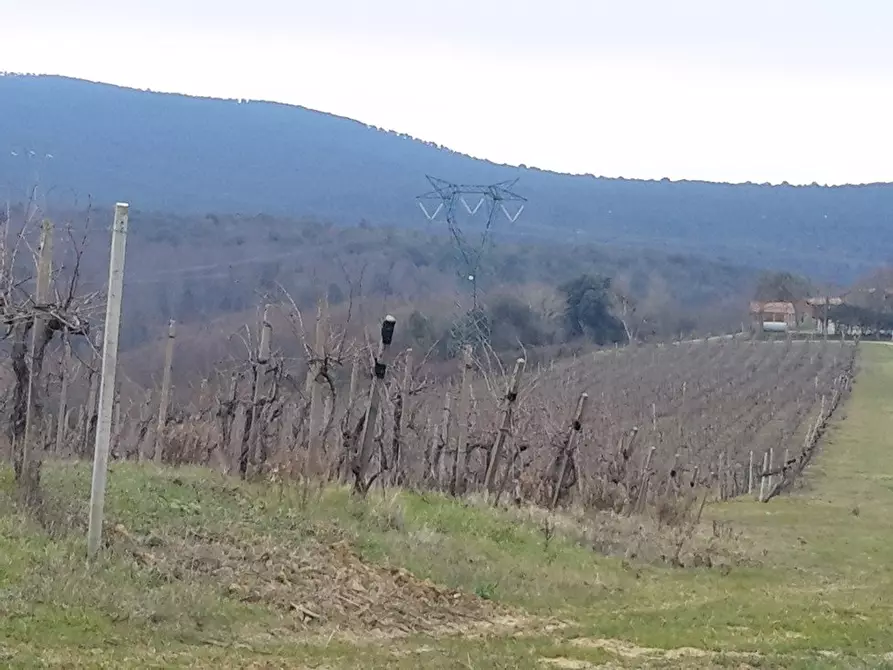 Immagine 10 di Azienda agricola in vendita  a San Gimignano