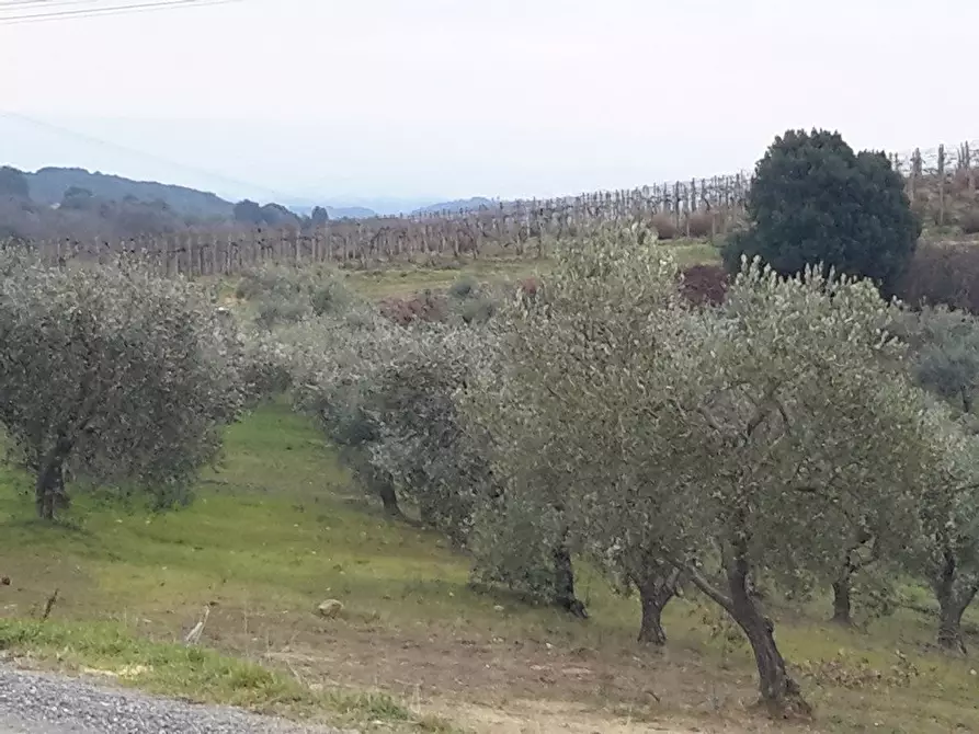 Immagine 3 di Azienda agricola in vendita  a San Gimignano