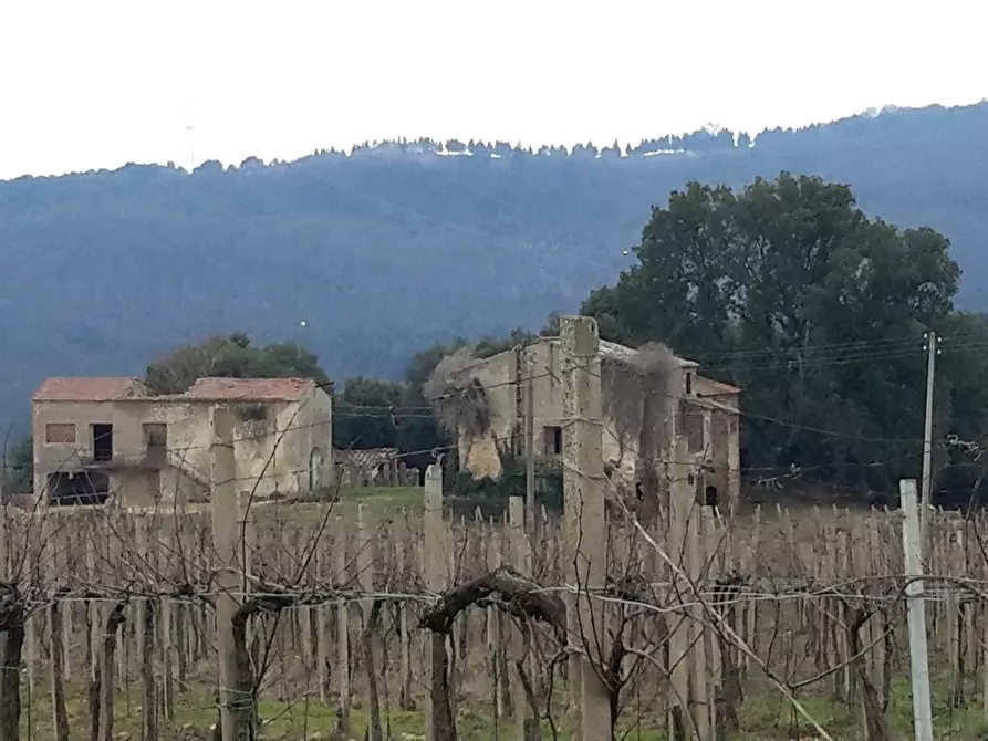 Immagine 17 di Azienda agricola in vendita  a San Gimignano