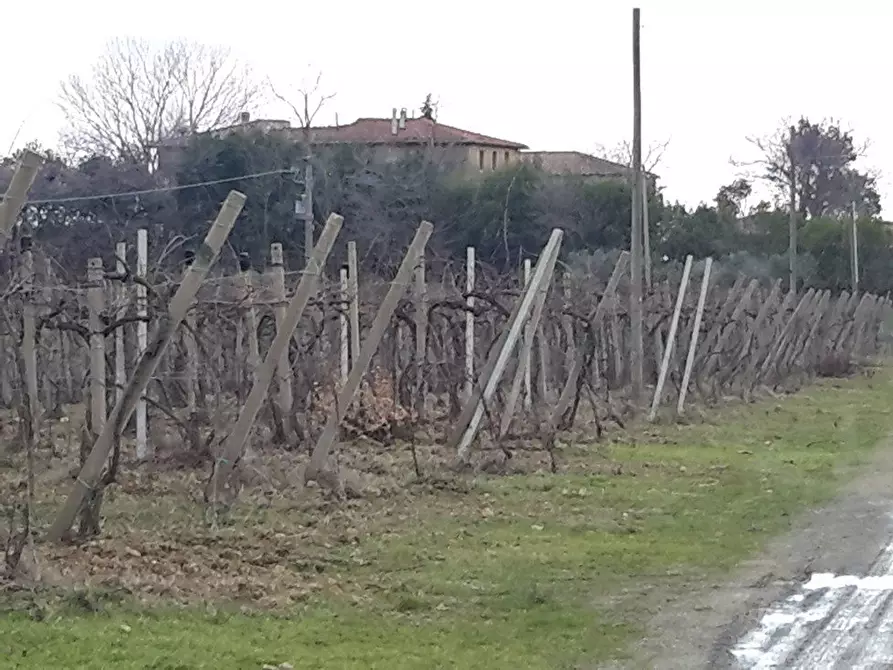 Immagine 2 di Azienda agricola in vendita  a San Gimignano